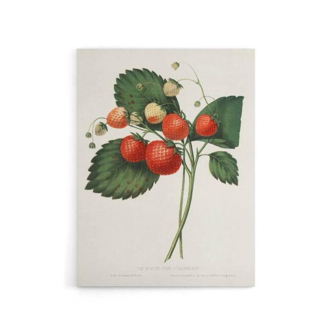 "Artery8 Boston Pine Strawberry Plant Hovey Vintage Canvas Wall Art in White - Size: W18"" x H24""" - image 1