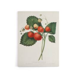 "Artery8 Boston Pine Strawberry Plant Hovey Vintage Canvas Wall Art in White - Size: W18"" x H24""" - thumbnail 1