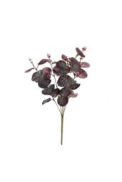 KDMD Essential Purple Eucalyptus Bush 5 Pack - thumbnail 2