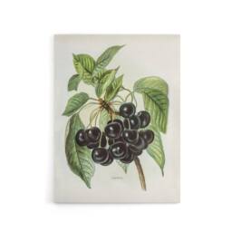 "Artery8 Vintage Artwork of Early Rivers Cherries Wright Canvas Wall Art Print in White - Size: W12"" x H16""" - thumbnail 1