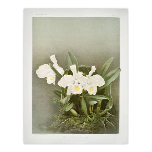 "Artery8 Frederick Sander Cattleya Trianae White Orchid Wall Art Print - Size: W12"" x H16""" - image 1