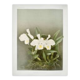 "Artery8 Frederick Sander Cattleya Trianae White Orchid Wall Art Print - Size: W12"" x H16""" - thumbnail 1