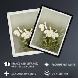 "Artery8 Frederick Sander Cattleya Trianae White Orchid Wall Art Print - Size: W12"" x H16""" - thumbnail 2