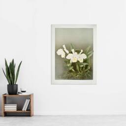 "Artery8 Frederick Sander Cattleya Trianae White Orchid Wall Art Print - Size: W12"" x H16""" - thumbnail 4