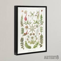 "Artery8 Hepatica Plant Vintage Floral Haeckel Botanical Framed Canvas Wall Art in White - Size: W18"" x H24""" - thumbnail 2