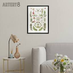 "Artery8 Hepatica Plant Vintage Floral Haeckel Botanical Framed Canvas Wall Art in White - Size: W18"" x H24""" - thumbnail 3