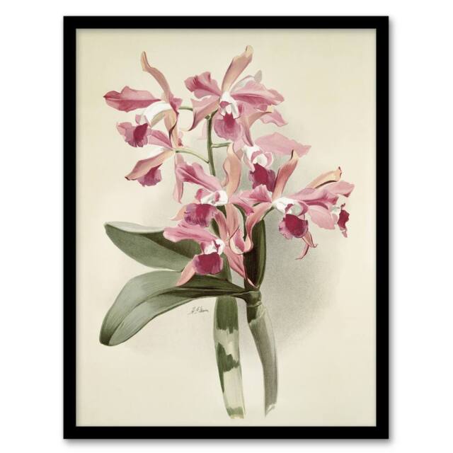 Artery8 Frederick Sander Cattleya Elegans Orchid Flowers Framed Wall Art Print in White - Size: A4 - image 1