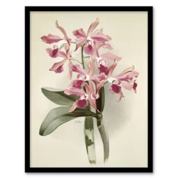 Artery8 Frederick Sander Cattleya Elegans Orchid Flowers Framed Wall Art Print in White - Size: A4 - thumbnail 1