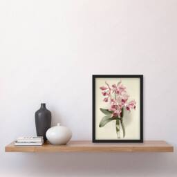 Artery8 Frederick Sander Cattleya Elegans Orchid Flowers Framed Wall Art Print in White - Size: A4 - thumbnail 4