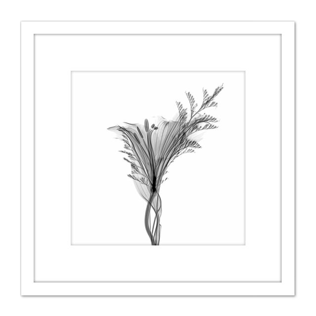 Artery8 Schwartz NJIT Greyscale X-Ray Transparent Plant Photo 8X8 Inch Square Wooden Framed Wall Art Print Picture with Mount in White - image 1
