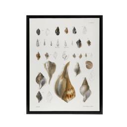 "Artery8 James De Kay Different Types of Sea Shells Framed Canvas Art Print in White - Size: W12"" x H16""" - thumbnail 1