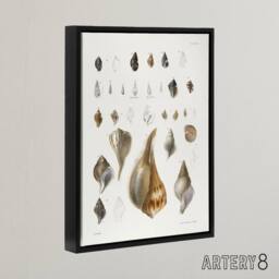 "Artery8 James De Kay Different Types of Sea Shells Framed Canvas Art Print in White - Size: W12"" x H16""" - thumbnail 2