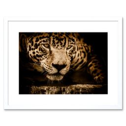 "Artery8 Wall Art Print Jaguar Head Big Cat Framed in White - Size: W7"" x H9""" - thumbnail 1