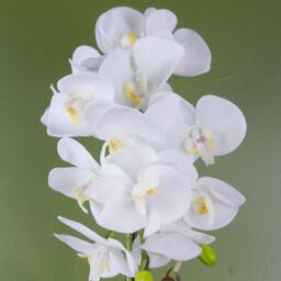 Leaf 52cm Artificial Orchid Large - White / Gold - thumbnail 2