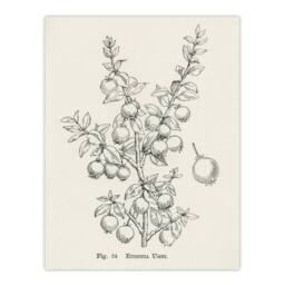 "Artery8 Fruit Growers Guide Chilean Guava Wright Wall Art Poster Print in White - Size: W12"" x H16""" - thumbnail 1