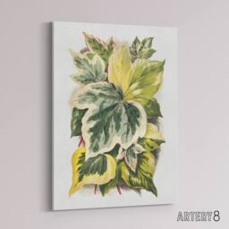 "Artery8 Ivy Leaf Variations Vintage Botanical Hibberd Canvas Wall Art in Green - Size: W18"" x H24""" - thumbnail 2