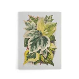 "Artery8 Ivy Leaf Variations Vintage Botanical Hibberd Canvas Wall Art in Green - Size: W18"" x H24""" - thumbnail 1