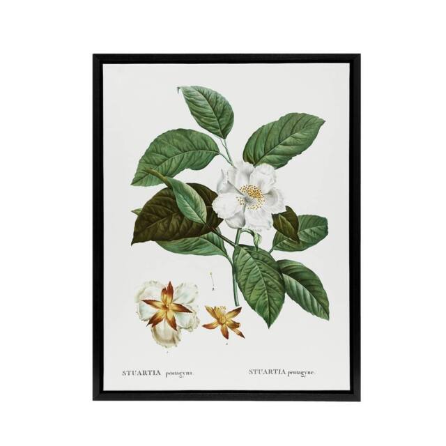 "Artery8 Mountain Camellia Flower Redoute Vintage Black Framed Canvas Wall Art in White - Size: W12"" x H16""" - image 1