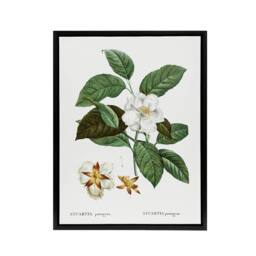 "Artery8 Mountain Camellia Flower Redoute Vintage Black Framed Canvas Wall Art in White - Size: W12"" x H16""" - thumbnail 1