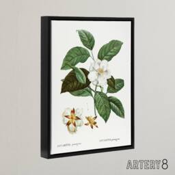 "Artery8 Mountain Camellia Flower Redoute Vintage Black Framed Canvas Wall Art in White - Size: W12"" x H16""" - thumbnail 2
