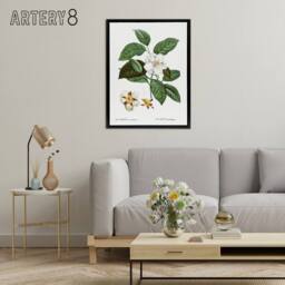 "Artery8 Mountain Camellia Flower Redoute Vintage Black Framed Canvas Wall Art in White - Size: W12"" x H16""" - thumbnail 3