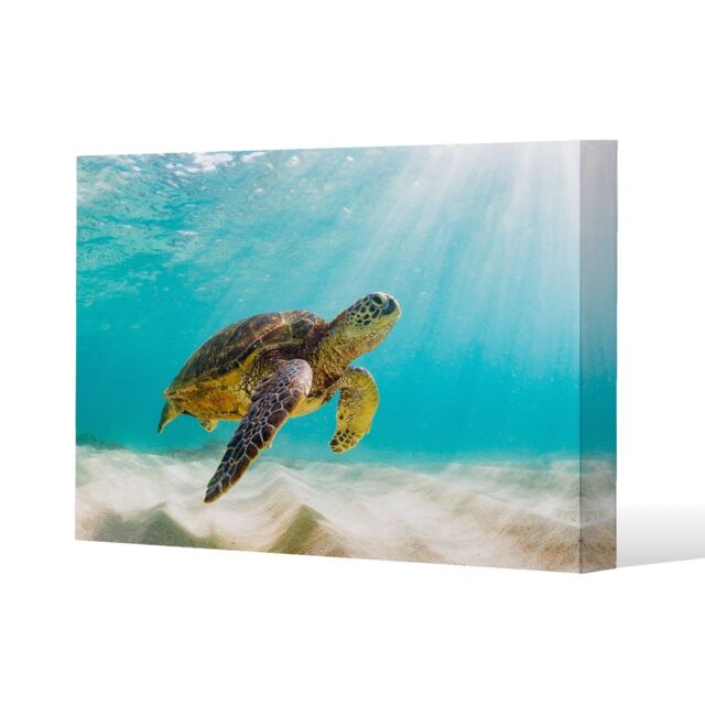 Benjamin Tate Design photo of Sea turtle in the Galapagos island (Canvas Print) / 61 x 91 x 4cm in Natural - Size: 61 x 91 x 4 cm - image 1