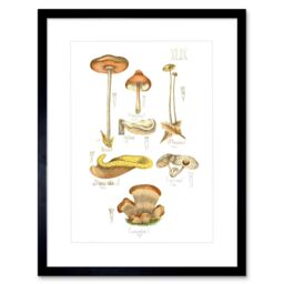 "Artery8 Wall Art Print Fungus Mushrooms Concalus Oreades Art Framed 9x7 inch in Black - Size: W7"" x H9""" - thumbnail 1