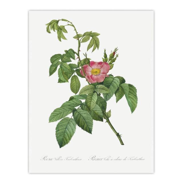 "Artery8 Rosa Villosa Flower Bloom Redoute Vintage Wall Art Print Poster in White - Size: W24"" x H32""" - image 1