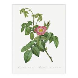 "Artery8 Rosa Villosa Flower Bloom Redoute Vintage Wall Art Print Poster in White - Size: W24"" x H32""" - thumbnail 1