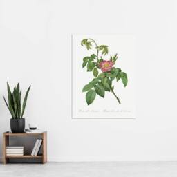 "Artery8 Rosa Villosa Flower Bloom Redoute Vintage Wall Art Print Poster in White - Size: W24"" x H32""" - thumbnail 4