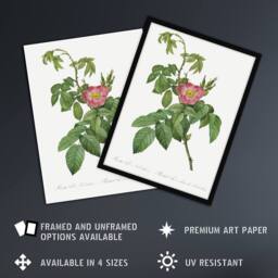 "Artery8 Rosa Villosa Flower Bloom Redoute Vintage Wall Art Print Poster in White - Size: W24"" x H32""" - thumbnail 2