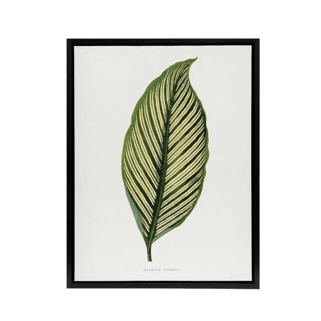 "Artery8 AF Lydon Benjamin Fawcett Maranta Vittata Leaf Framed Canvas Art Print in White - Size: W12"" x H16""" - image 1