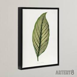 "Artery8 AF Lydon Benjamin Fawcett Maranta Vittata Leaf Framed Canvas Art Print in White - Size: W12"" x H16""" - thumbnail 2