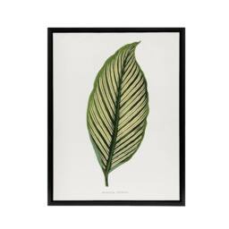 "Artery8 AF Lydon Benjamin Fawcett Maranta Vittata Leaf Framed Canvas Art Print in White - Size: W12"" x H16""" - thumbnail 1