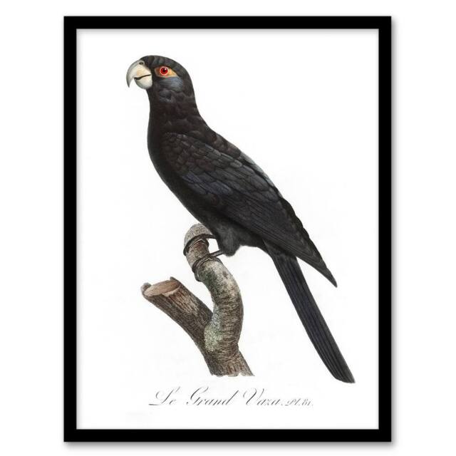 "Artery8 The Greater Vasa Parrot Francois Levaillant Framed Wall Art Print in White - Size: W12"" x H16""" - image 1