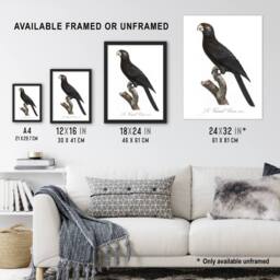 "Artery8 The Greater Vasa Parrot Francois Levaillant Framed Wall Art Print in White - Size: W12"" x H16""" - thumbnail 3