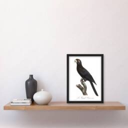 "Artery8 The Greater Vasa Parrot Francois Levaillant Framed Wall Art Print in White - Size: W12"" x H16""" - thumbnail 4