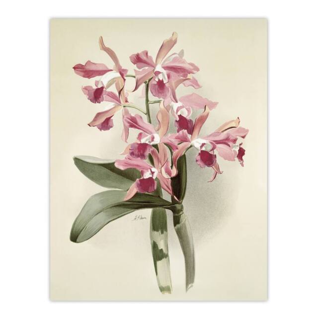 "Artery8 Frederick Sander Cattleya Elegans Orchid Flowers Wall Art Print in White - Size: W12"" x H16""" - image 1