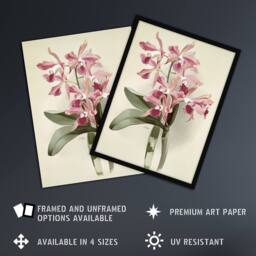 "Artery8 Frederick Sander Cattleya Elegans Orchid Flowers Wall Art Print in White - Size: W12"" x H16""" - thumbnail 2