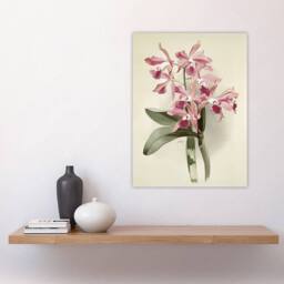 "Artery8 Frederick Sander Cattleya Elegans Orchid Flowers Wall Art Print in White - Size: W12"" x H16""" - thumbnail 4