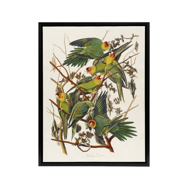 "Artery8 Carolina Parakeet Parrot Audubon Nature Black Framed Canvas Wall Art in White - Size: W12"" x H16""" - image 1