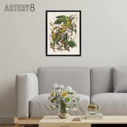 "Artery8 Carolina Parakeet Parrot Audubon Nature Black Framed Canvas Wall Art in White - Size: W12"" x H16""" - thumbnail 3