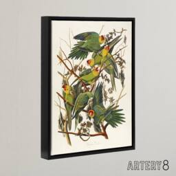 "Artery8 Carolina Parakeet Parrot Audubon Nature Black Framed Canvas Wall Art in White - Size: W12"" x H16""" - thumbnail 2