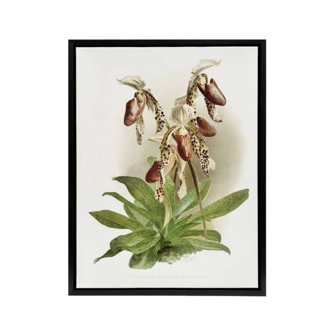 "Artery8 F Sander Cypripedium Morganiae Orchid Flowers Framed Canvas Art - Size: W12"" x H16""" - image 1