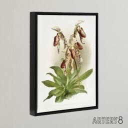 "Artery8 F Sander Cypripedium Morganiae Orchid Flowers Framed Canvas Art - Size: W12"" x H16""" - thumbnail 2