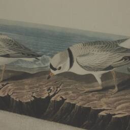 Hill Interiors Flora & Fauna Collection Plovers Beaded Linen Framed Wall Art in Brown - thumbnail 2