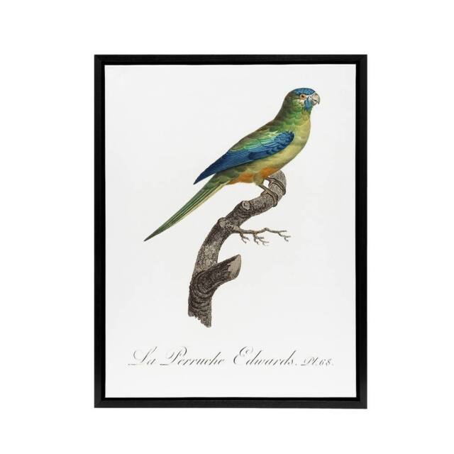 "Artery8 Turquoise Ground Parakeet Levaillant Framed Canvas Wall Art Print in White - Size: W12"" x H16""" - image 1
