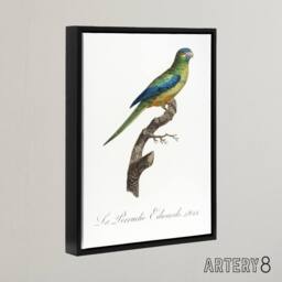 "Artery8 Turquoise Ground Parakeet Levaillant Framed Canvas Wall Art Print in White - Size: W12"" x H16""" - thumbnail 2