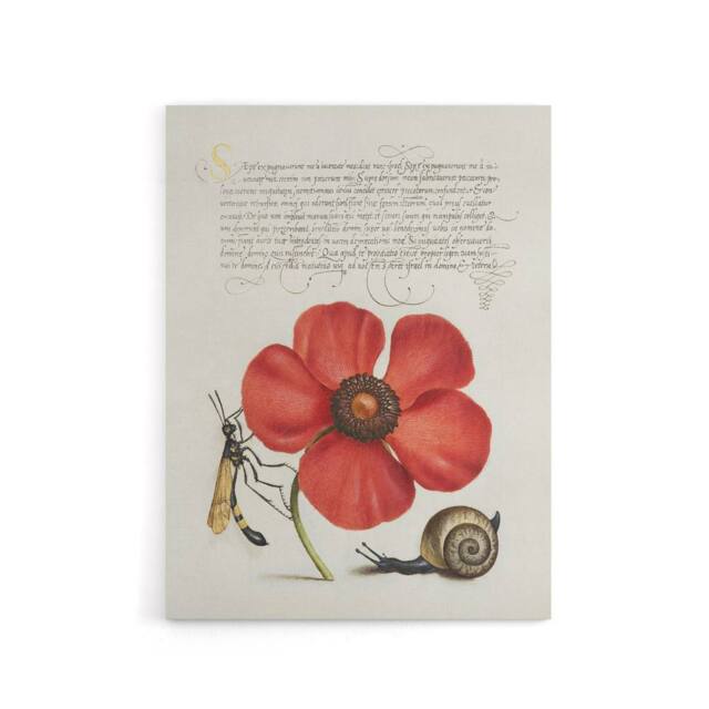 "Artery8 Poppy Snail & Crane Fly Calligraphy Canvas Wall Art Print in White - Size: W18"" x H24""" - image 1