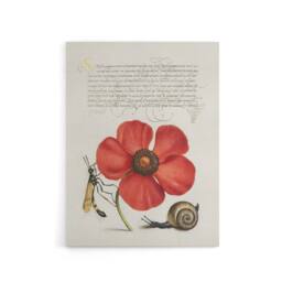 "Artery8 Poppy Snail & Crane Fly Calligraphy Canvas Wall Art Print in White - Size: W18"" x H24""" - thumbnail 1